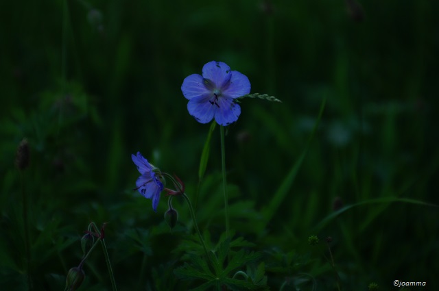 SONY DSC