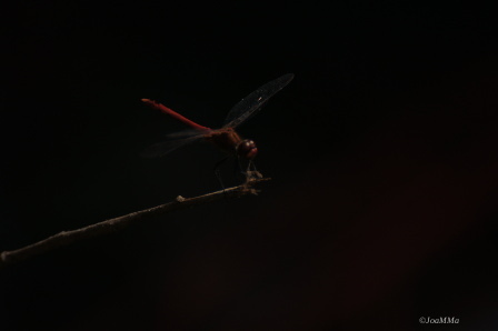 SONY DSC