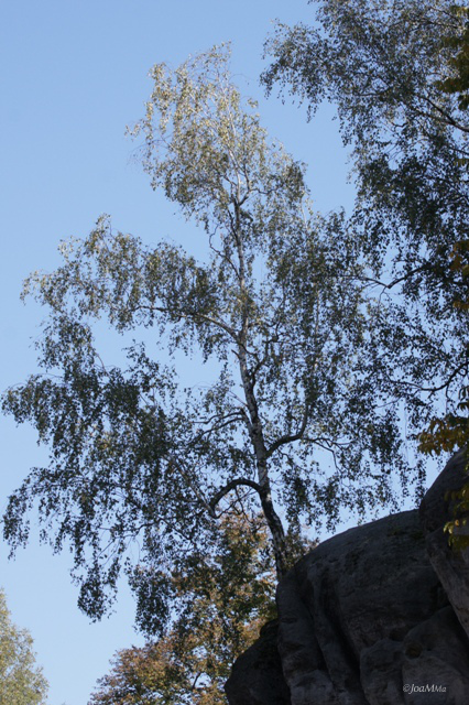 SONY DSC