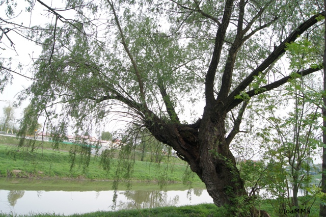 DSC04868a
