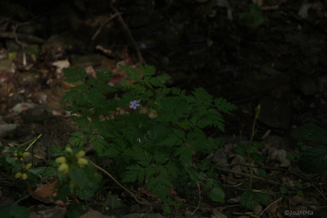 DSC04905a