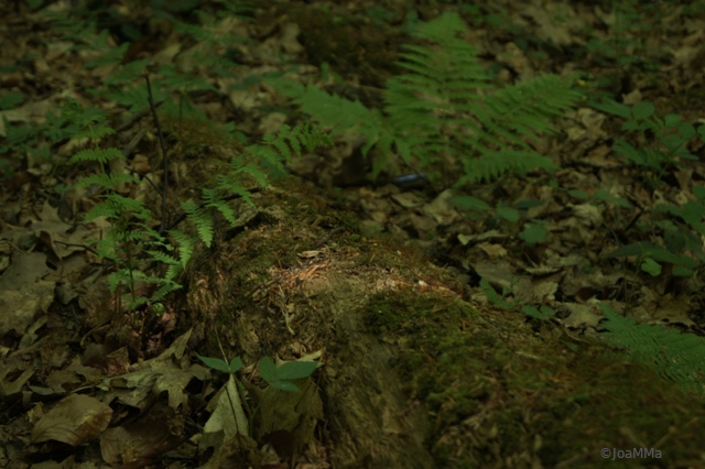 DSC04918a