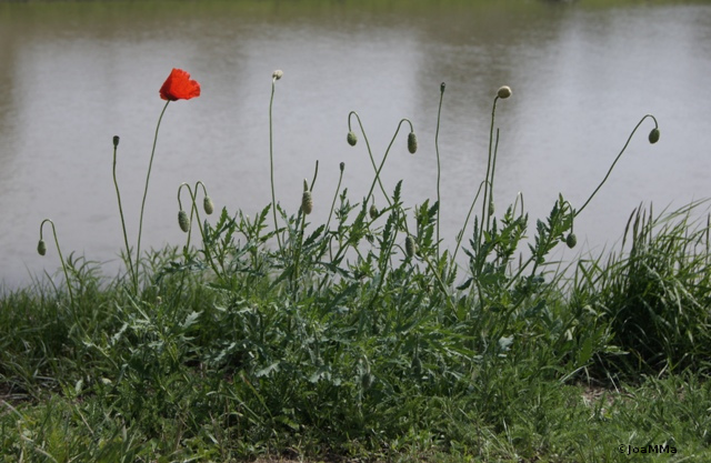DSC05000a