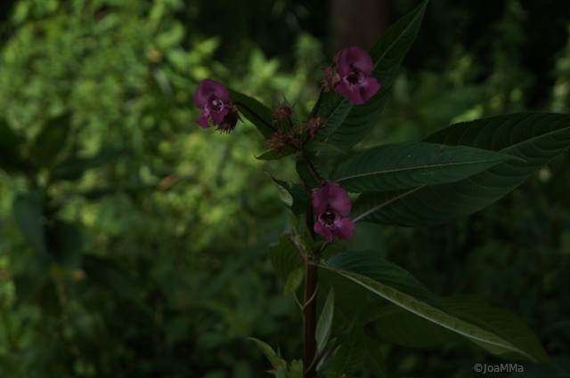DSC05086a