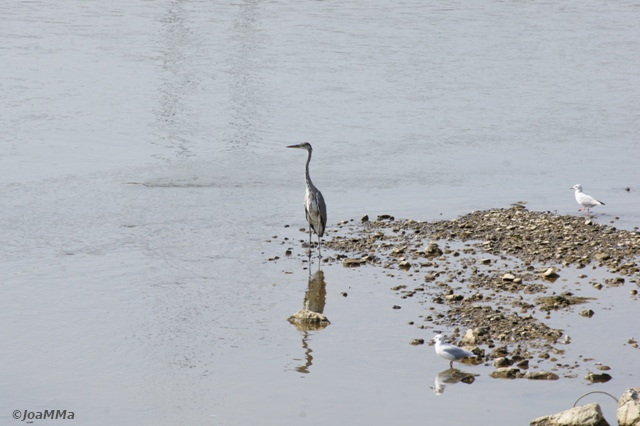 DSC05254a
