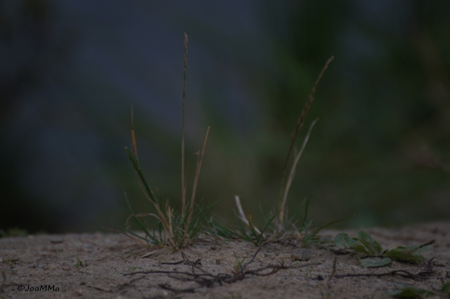DSC05406a