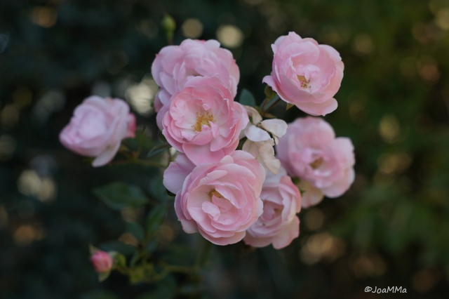 DSC05699a