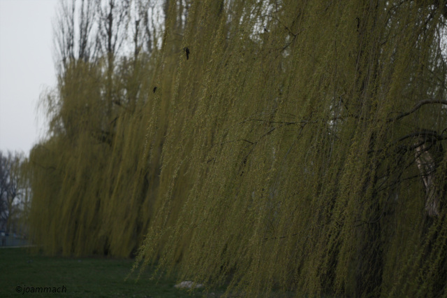 SONY DSC