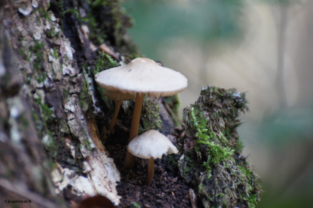 DSC07165a.JPG