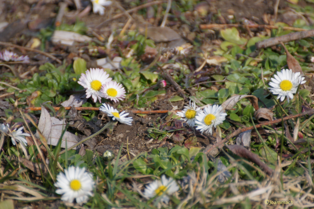 SONY DSC