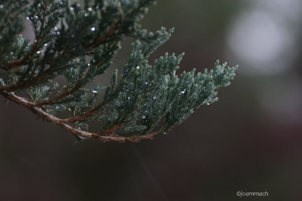 DSC00125a