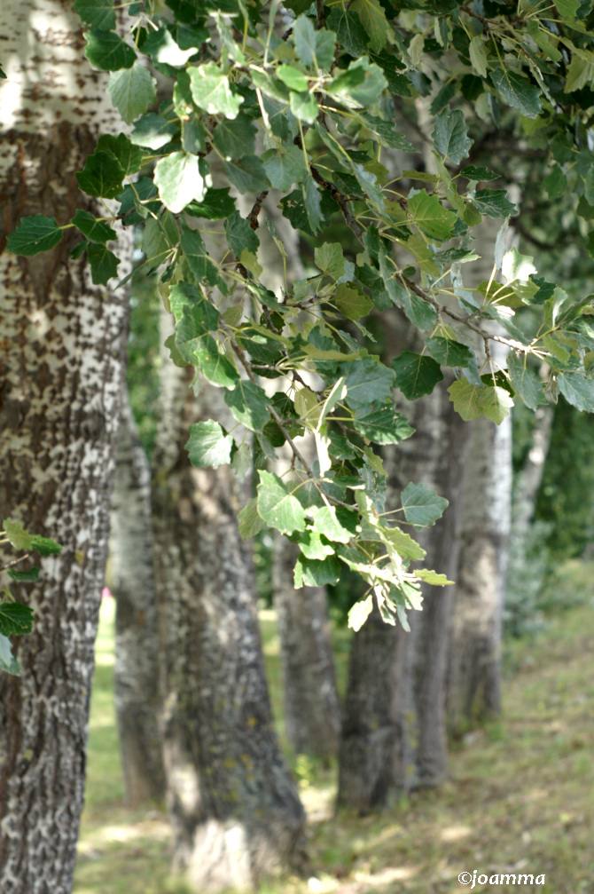 SONY DSC