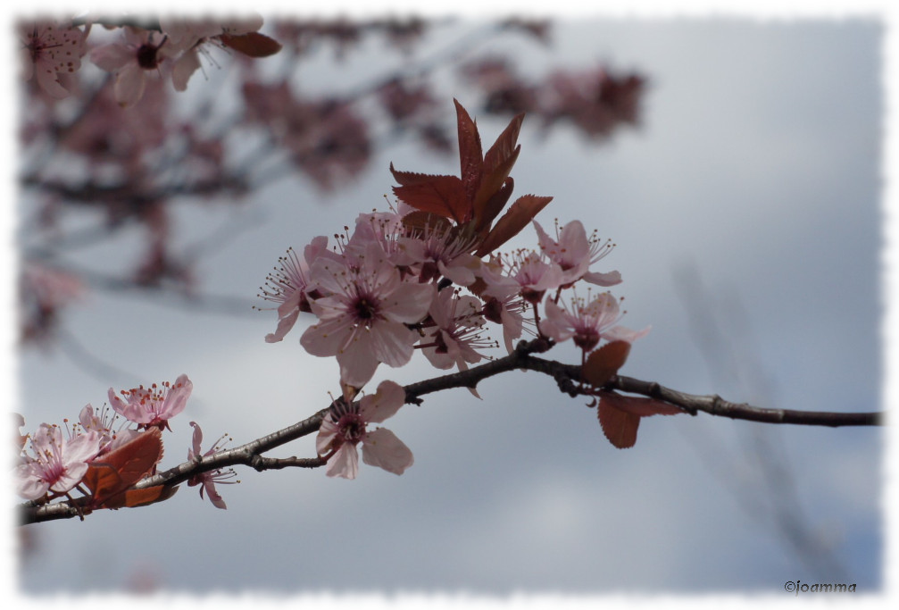 DSC00584a
