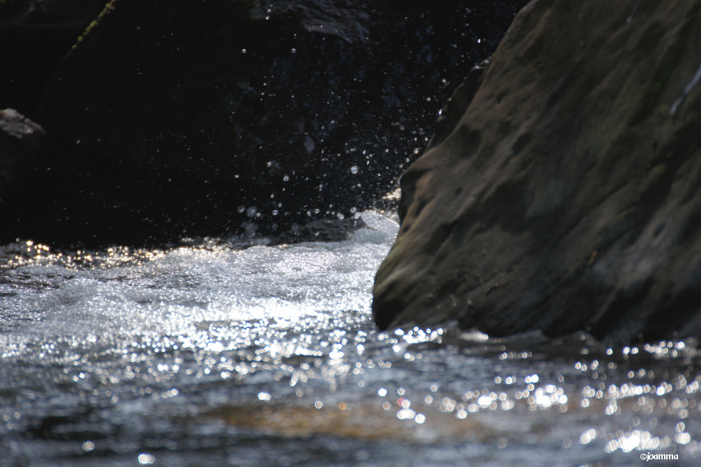DSC00729a
